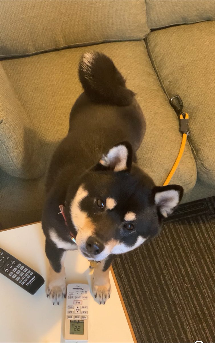 拡散お願いします🙇‍♂️
まだ飼主さんは見つかっていません😭
良い子だしキレイだし元気だし逃げ出してまもないのかな。
早く飼い主さんと会えることを祈ります！

保護した場所　千葉県長生郡長柄町皿木

連絡先　ホテルスワンレイク長柄
0120-03-6014

#拡散希望
#迷子犬
#迷い犬 
#柴犬迷子
#迷子犬情報