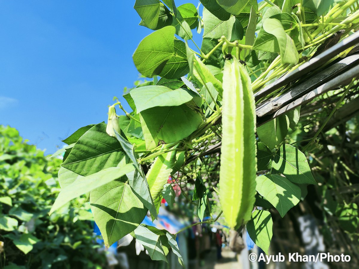 Growing agriculture is very important for the entire Rohingya refugees populations in the camps as #WFP reduces rations, it will help our daily food routine.

#agriculture 
#wfp
#rohingyarefugees 
#foodcrisis