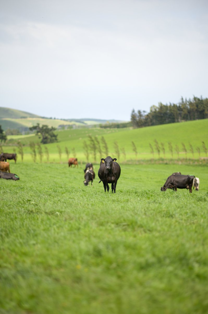 We’ve just released the latest New Zealand Dairy Statistics report in collaboration with <a href="/DairyNZ/">DairyNZ</a>  which shows our dairy sector continuing to use herd improvement tools to breed more efficient cows.

Read more here 👉lic.co.nz/news/dairy-pro…