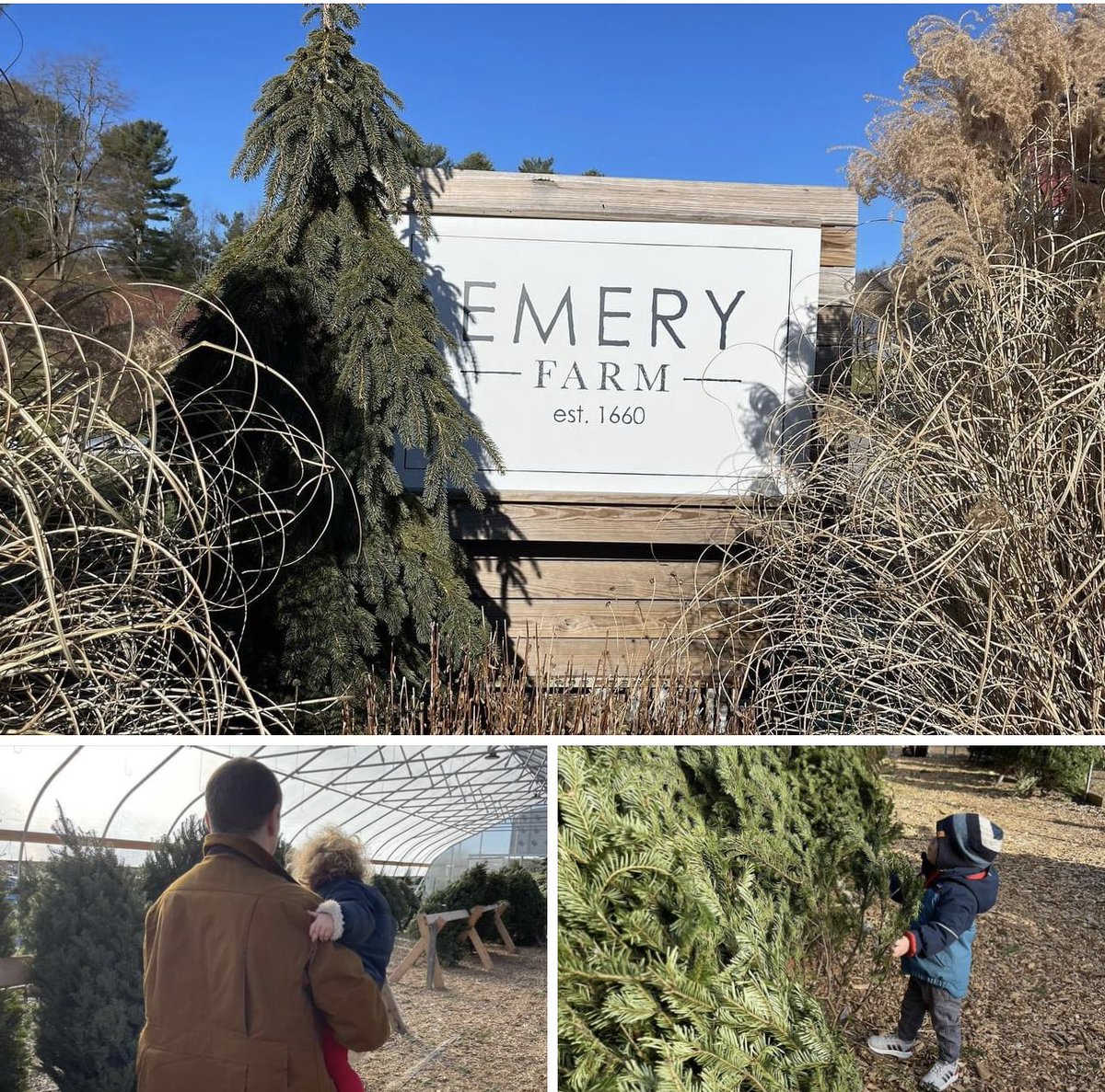 ViceChairMaura's tweet image. “This one, Daddy!”👦👧🎄Annual Christmas Tree 🌲 outing at @emeryfarmnh in Durham. #christmastree #durhamnh @NHDems #NHPolitics