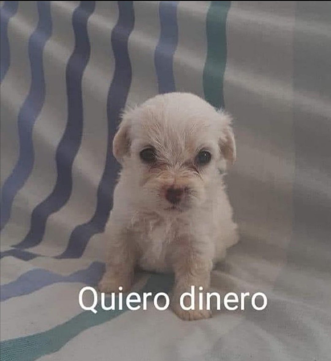 twaniimals's tweet image. 