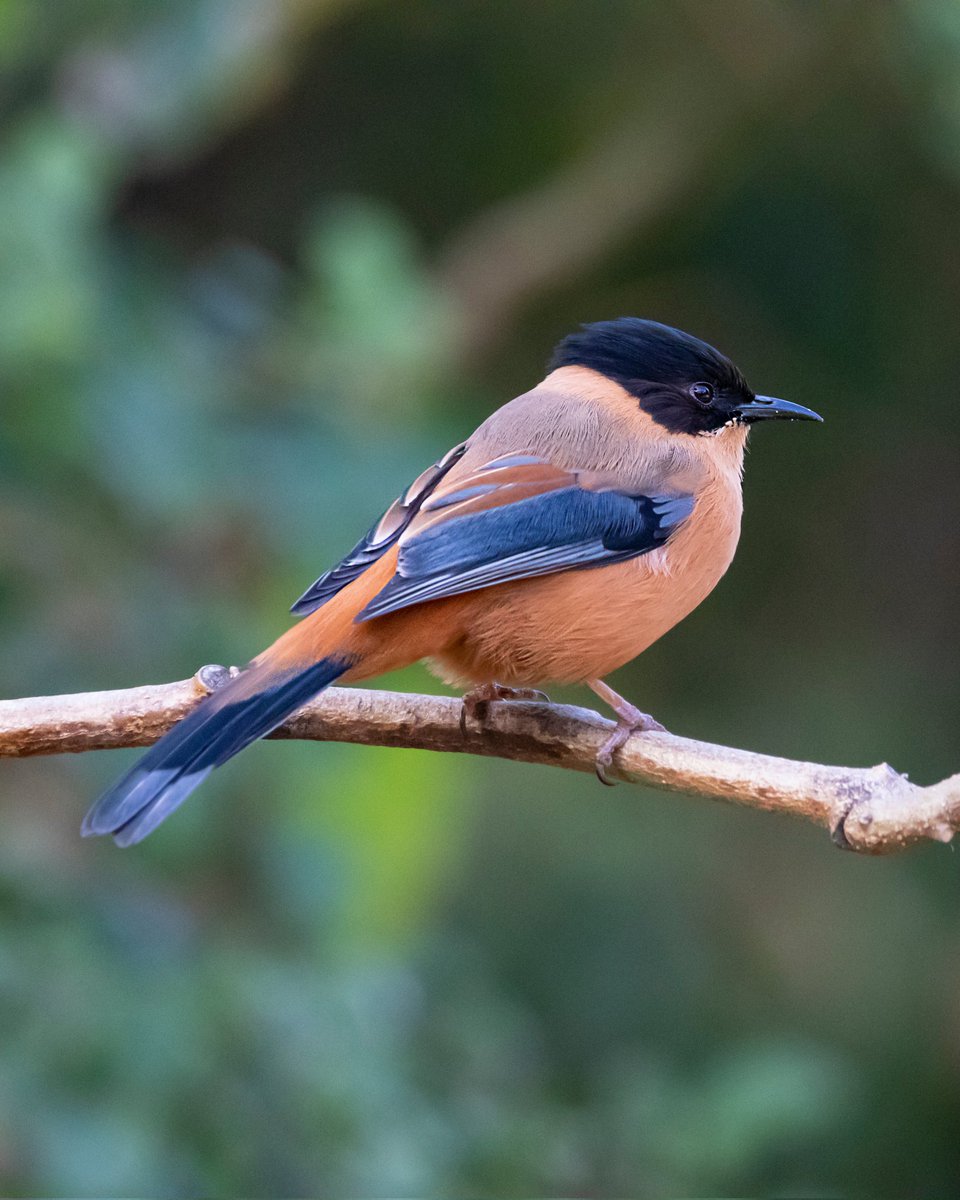 Rufous Sibia #Uttrakhand #IndiAves #birdwatching #IncredibleIndia #birds #BirdsOfTwitter #NaturePhotography #naturelovers #photography #wildlife #wildlifephotography