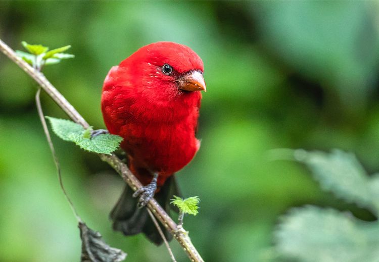 Scarlet Finch
血雀
#naturephotographybirdsphotography #beautifulbirds 
#birdlovers #naturelovers 
#birdplanet #birdcaptures 
#birds_nature
