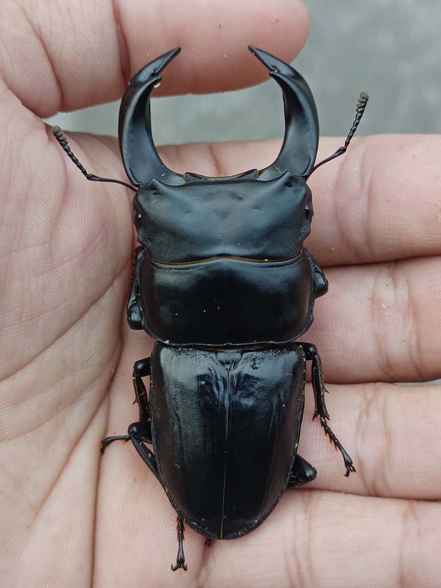 関羽 X L304 72/5.8/5.7