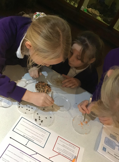 Mars class visited <a href="/Lynn_Museum/">Lynn Museum</a>  on an Archeology day. They investigated an individual to find out about their life looking at the pottery in their grave, and even their stomach contents. Which time did they live in? And what lead to their death?
<a href="/CEO_DEMAT/">Adrian Ball</a>  <a href="/DEMAT__/">Diocese of Ely Multi-Academy Trust</a> <a href="/PKCKST/">Primary Knowledge Curriculum</a>