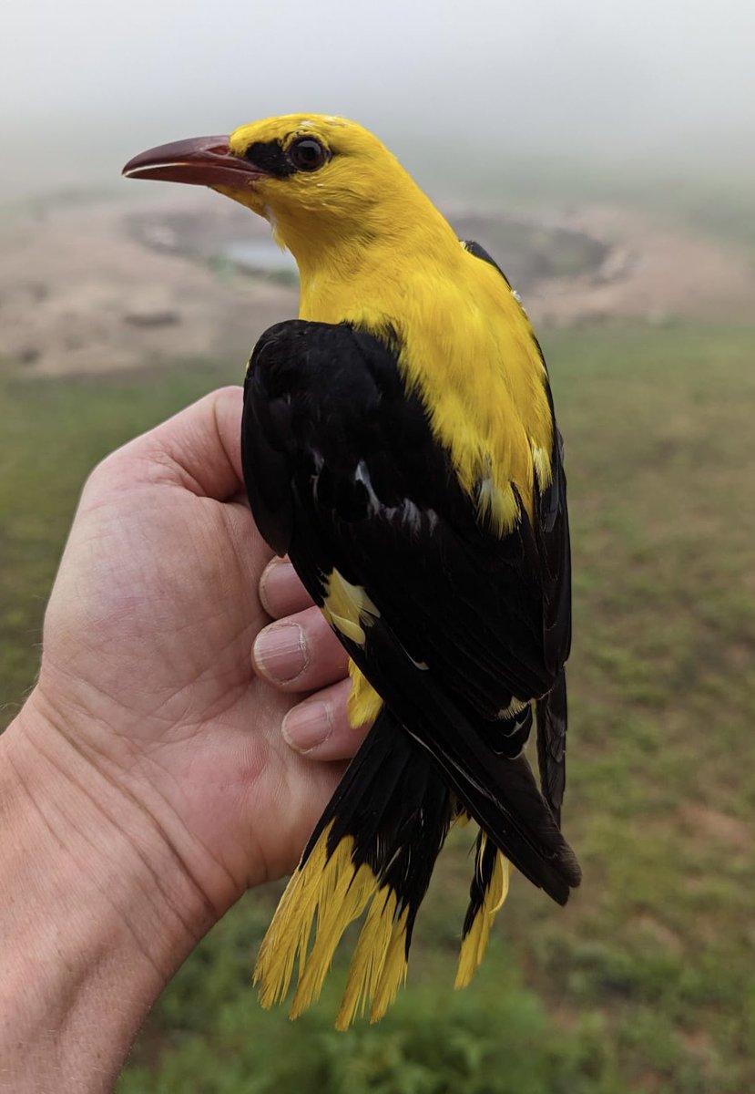 If your going to ring your first Golden Oriole, it has to be a spanking male ! #nguliaringing Thanks to ⁦@Martin__Cade⁩ for handing it over. #palearcticmigrant