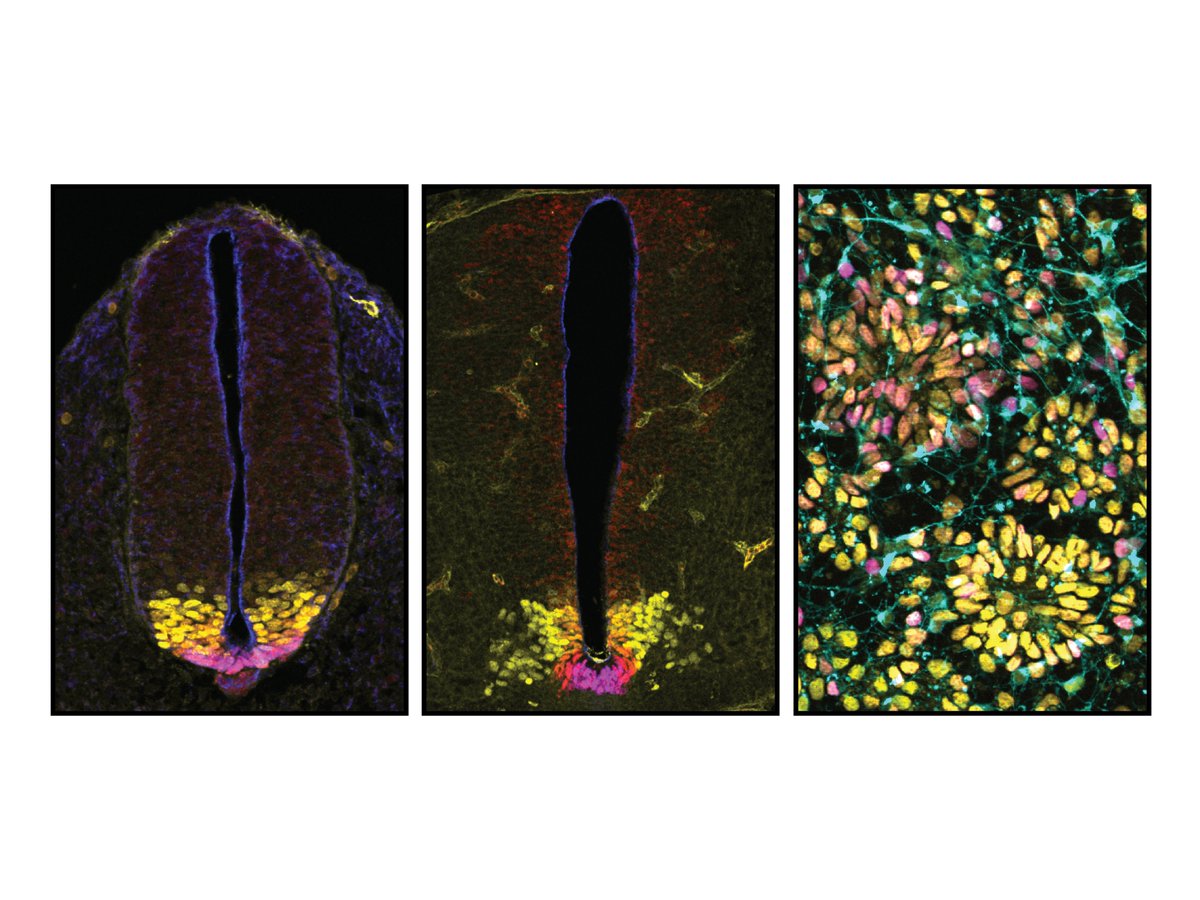 I am excited to share that I will be starting my lab at UCL as part of the LMCB @LMCB_UCL in 2024. We will be studying how cis-regulatory elements controls cell fate decisions during development. We are recruiting at all levels. Learn more and reach out!