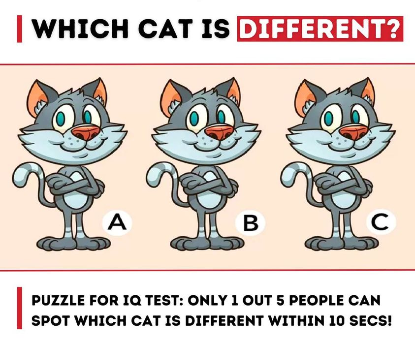 Python Developer tweet media