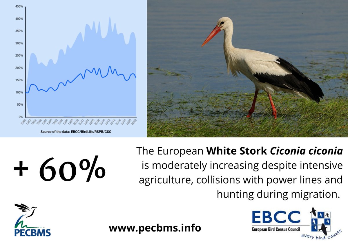 🎉Good news: Not every species is declining!🙂 👍European White Storks are doing well. And with next year's eighth International Stork Census, we may soon learn more! 👉Check the 2023 PECBMS update: pecbms.info/press-release-…