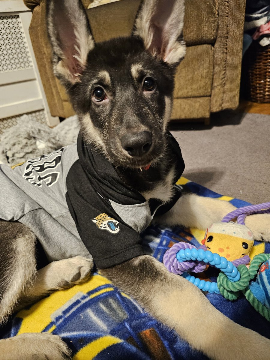 BKDarkMaze's tweet photo. World cutest @Jaguars fan. @Trevorlawrencee https://t.co/GDUX0p9jrR