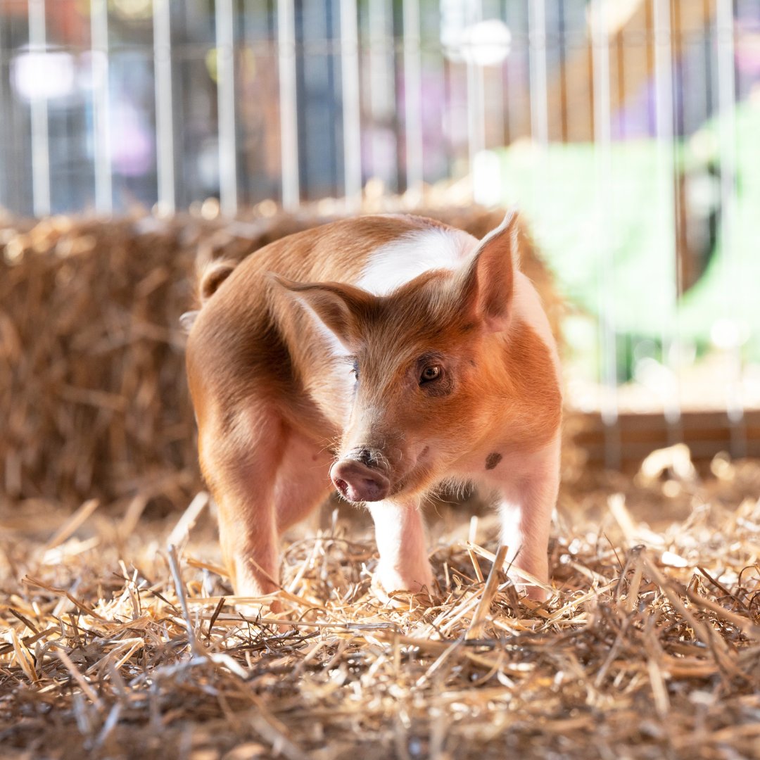 The largest and most prestigious Pig Competition in Australia, the Sydney Royal Pig Show, is now open and accepting entries. To find out more and apply, visit rasnsw.com.au/pig. #RASNSW #SydneyRoyal