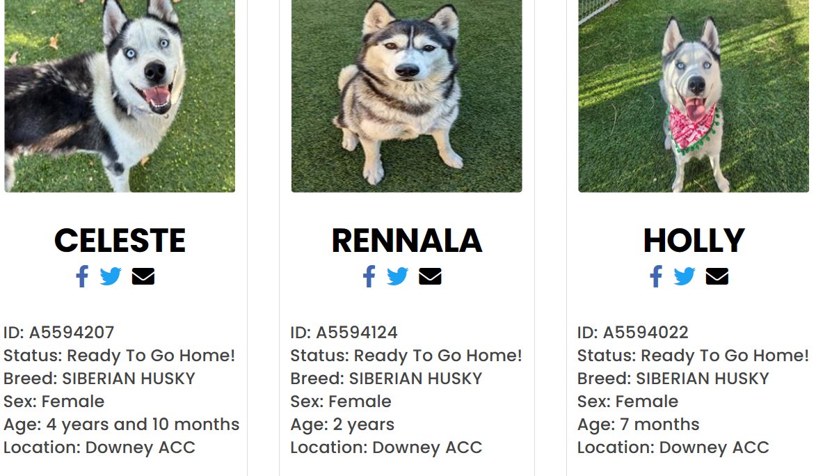 mapleveewesem's tweet photo. ๐๐พ๐ 3 more #Huskies on the Downey #California ACC euth list. All huskies have their adoption fees waived this month. Rennala is a hefty 71 lb, puppy Holly is 36 lb right now, Celeste is a fluffy 46 lb. Celeste needs the company of calm dogs, the others are all large dogs Ok https://t.co/NTtgRQ7GMH