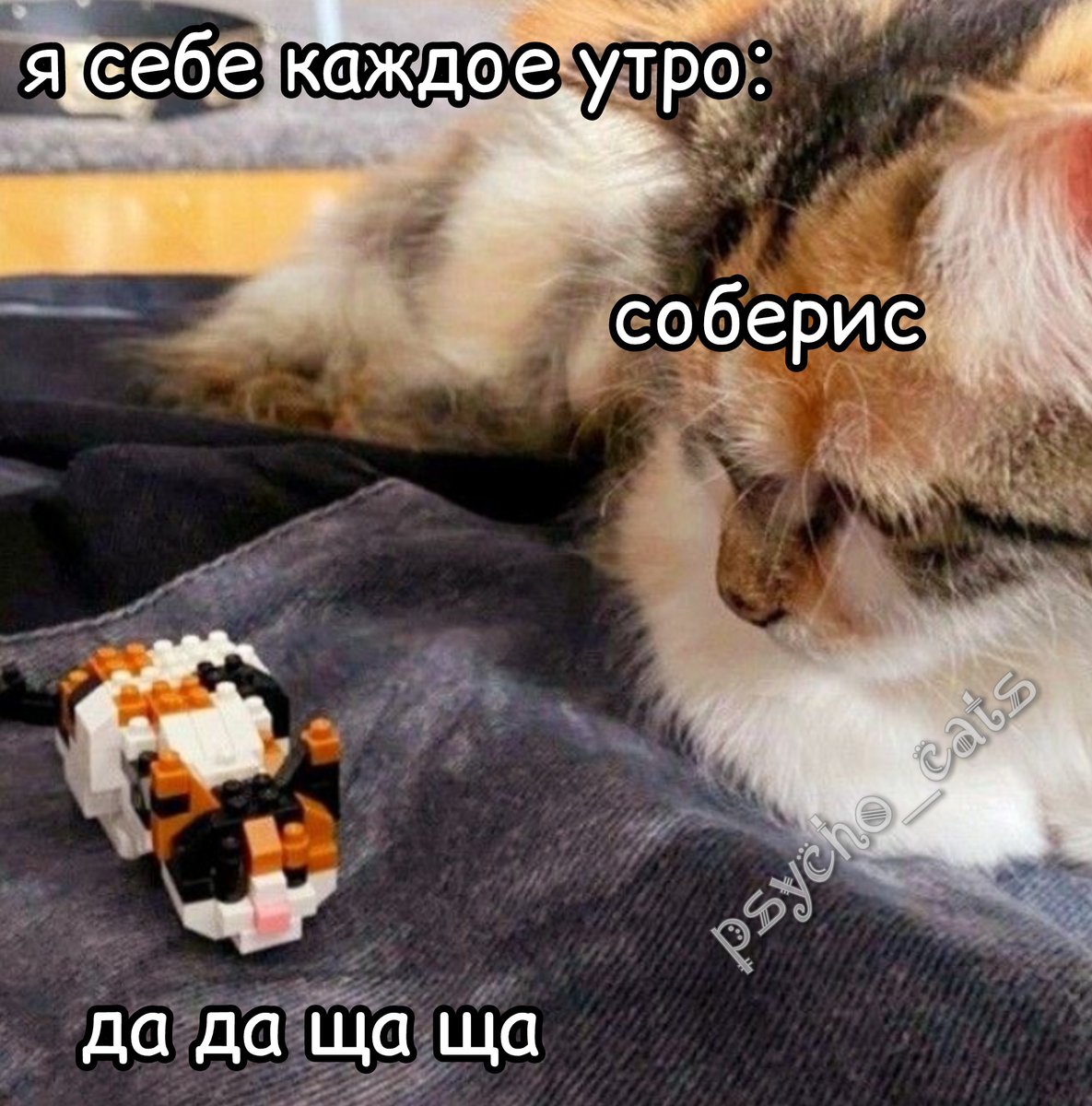 психокоты (@psycho__cats) on Twitter photo 