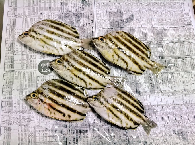 今年のカー・オブ・ザ・イヤーもゲーム・オブ・ザ・イヤーも決まったけど、私の今年のフィッシュ・オブ・ザ・イヤーはカゴカキダイ 