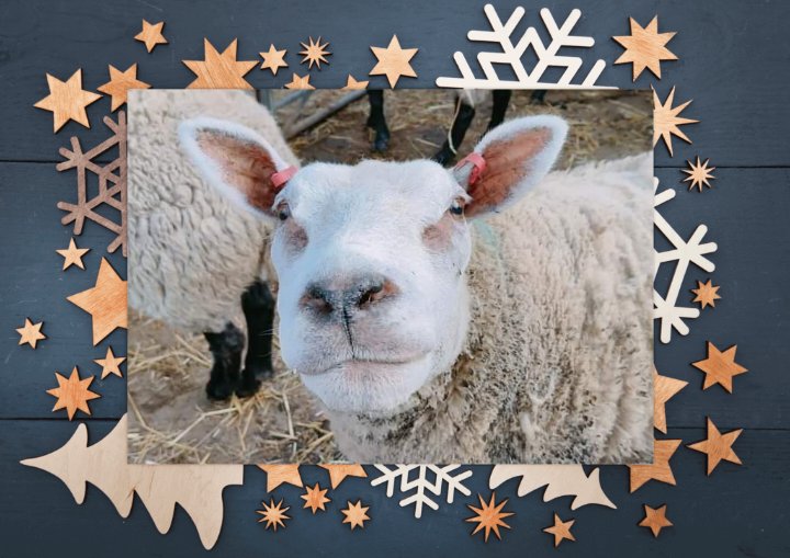 🎄 #FARSAdventCalendar 🎄
DAY 14 #BigMandy
Our funny, feisty lass is named after a character in the UK TV series #ThisCountry! There's no denying she's a force of nature 🤪 But any who've met her know she's also a sweet, affectionate girl who loves human company & attention 🤗🐑