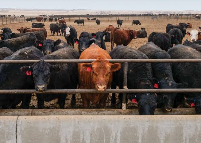Starting a beef farming venture in South Africa involves several steps. Here's a brief guide: #agricultureandyoung #cattle #farming #beeffarming #beef #Agricultura #agriculture #agribusiness #farmers #farm