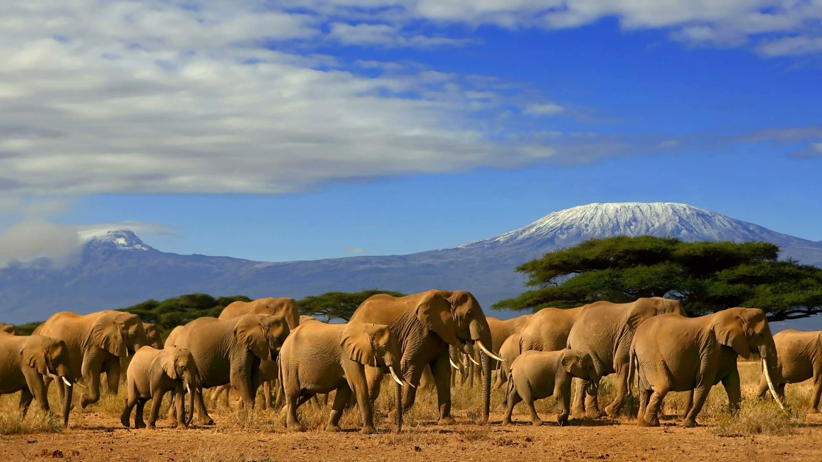 #TravelxpNews
Kenya to become visa-free from January 2024!

Exciting news for globetrotters! Kenya is set to become visa-free from January 2024, inviting travellers to explore its diverse landscapes, vibrant cultures, and iconic wildlife without the hassle of a visa 🌍✈️ .Pack