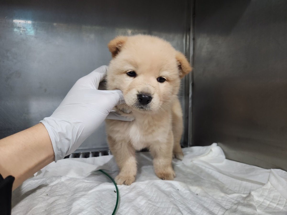 saramdoolajebal's tweet photo. 무슨일이 일어나고 있나요?
뭐지 이 녀석... 뭐지... 왜 이렇게까지 귀엽지...
방금 입소한 아기강아지 보리...
2개월된 여자아이... 미쳐씀... 대박 기여움.... https://t.co/8hPgBHRHJ5