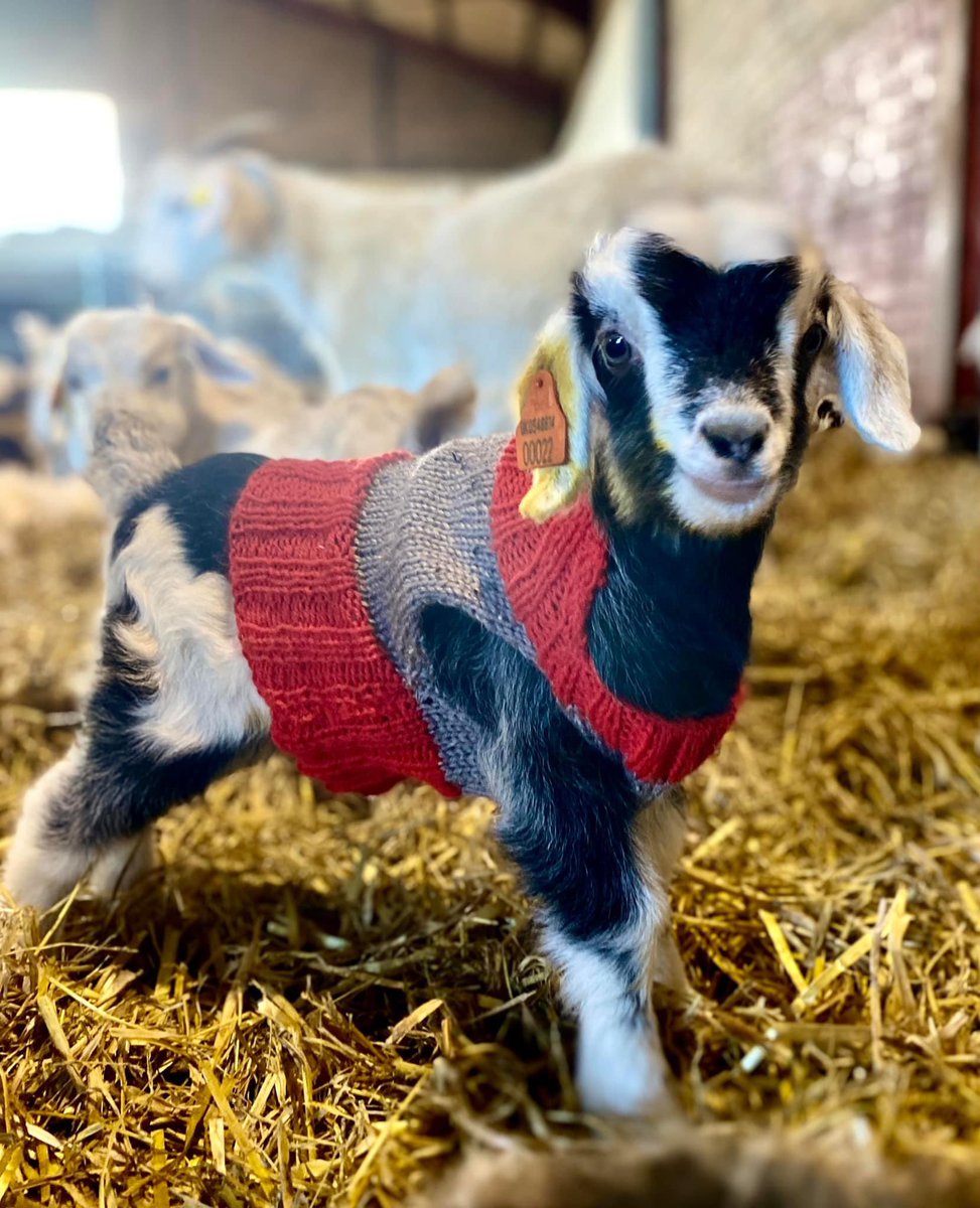 LunanBayFarm's tweet image. We are often asked, “How did Goats in Coats come about?”. Well this is the story behind it: lunanbayfarm.com/scottish-cashm…

#goatsincoats #lunanbaycashmere #scottishcashmere #regenerativetextiles