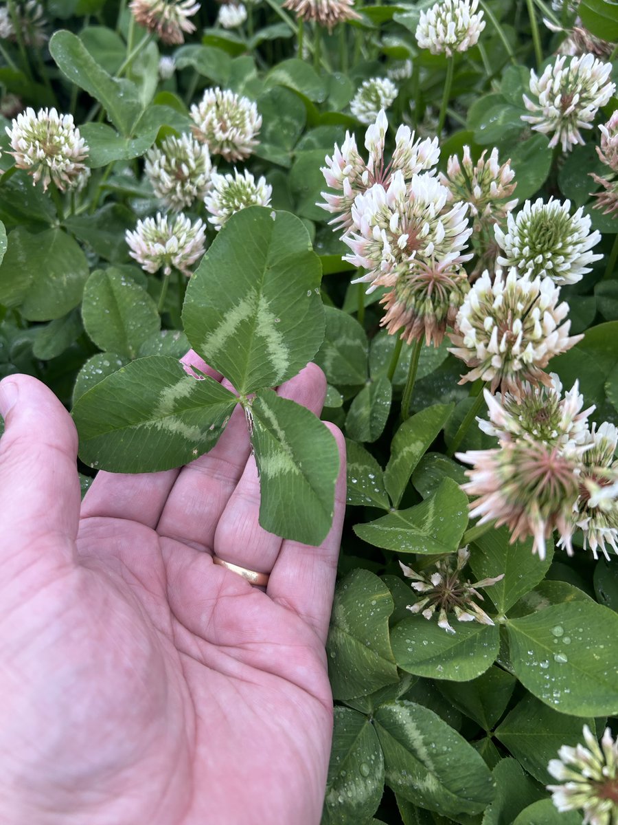 Good couple of days with Tim , Dennis and Peter from S&amp;W Seeds Australia, looking at #Super  #Haifa II white #clover #production crops in Tasmania this week.