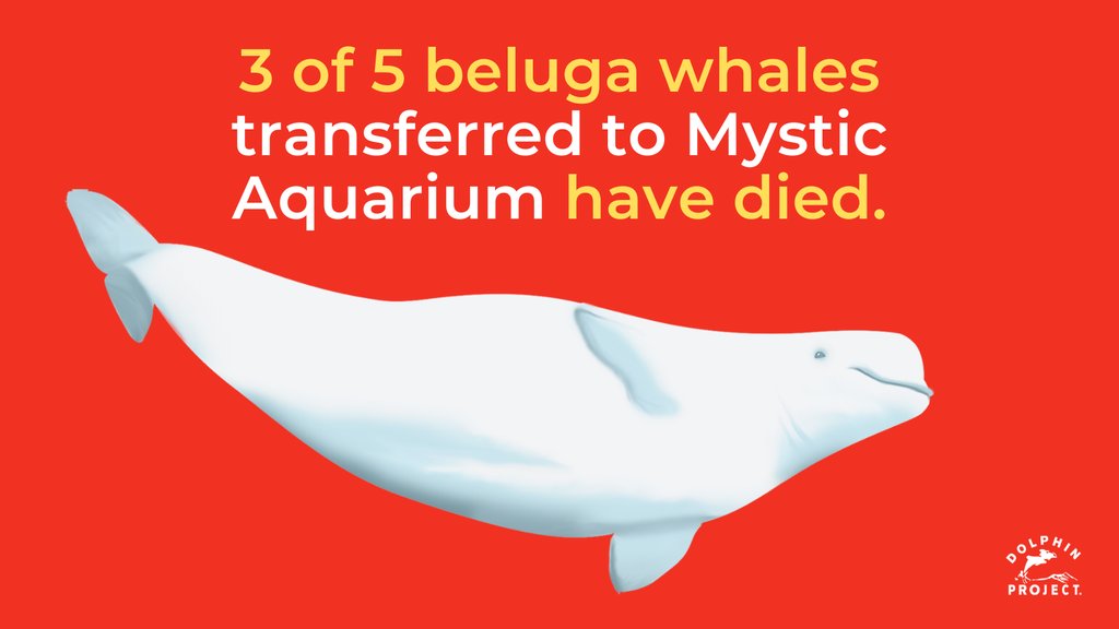 Sadly, ANOTHER beluga whale has passed away at Mystic Aquarium. Kharabali is the third of five whales to die after being transferred to the aquarium from Marineland Canada. She was only 9 years old. Learn more about these belugas at bit.ly/46W4CNe #DolphinProject