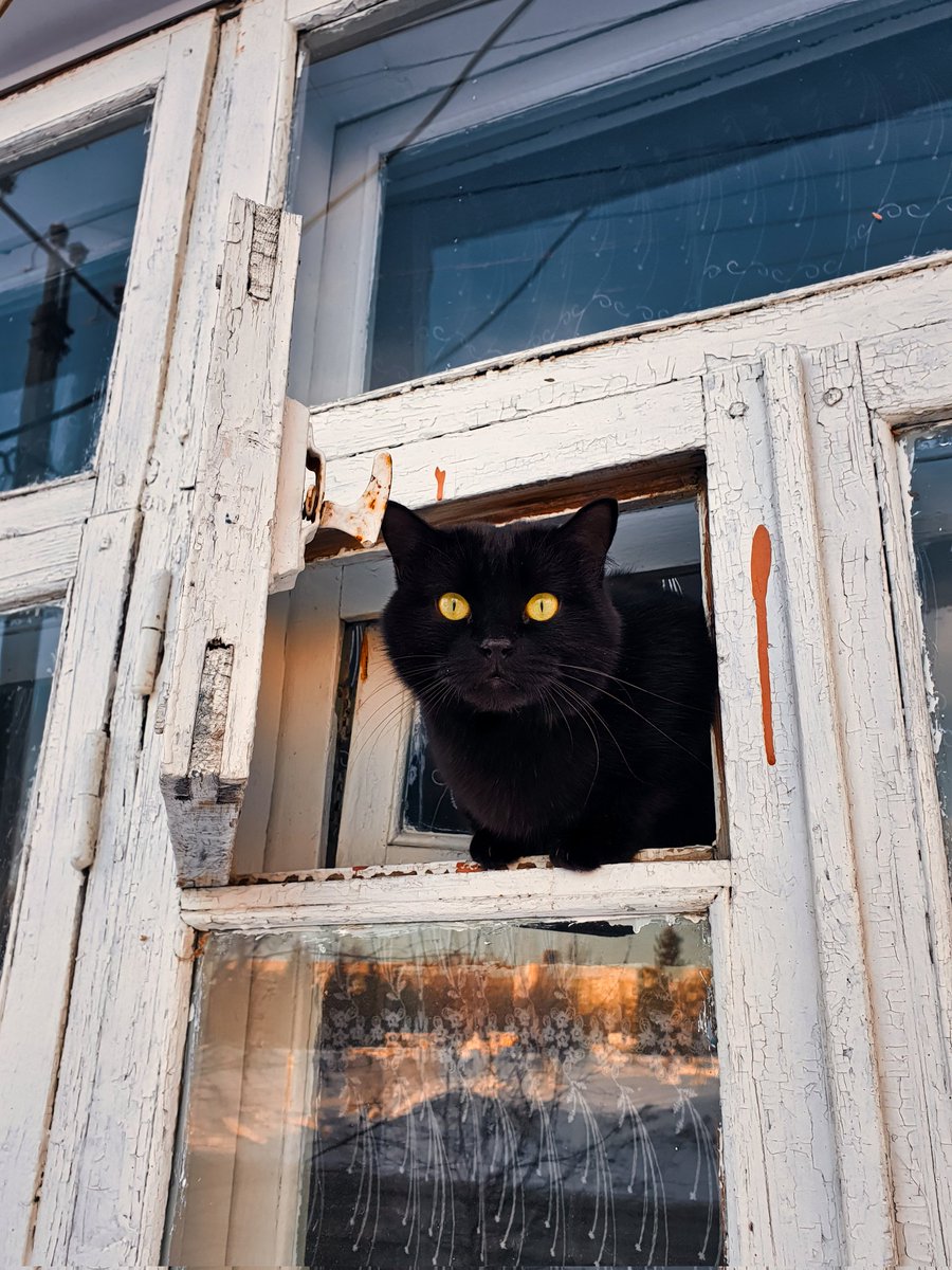 Портрет кота
Portrait of a cat

Photo: Dmitriy Grebnev 
Russia, Ishim, 2020
 
#dicdoc #dicdocphoto #ishim #фото  #urbanphotography #streetphoto #photography
#fotocat #CatsOfTwitter #cat