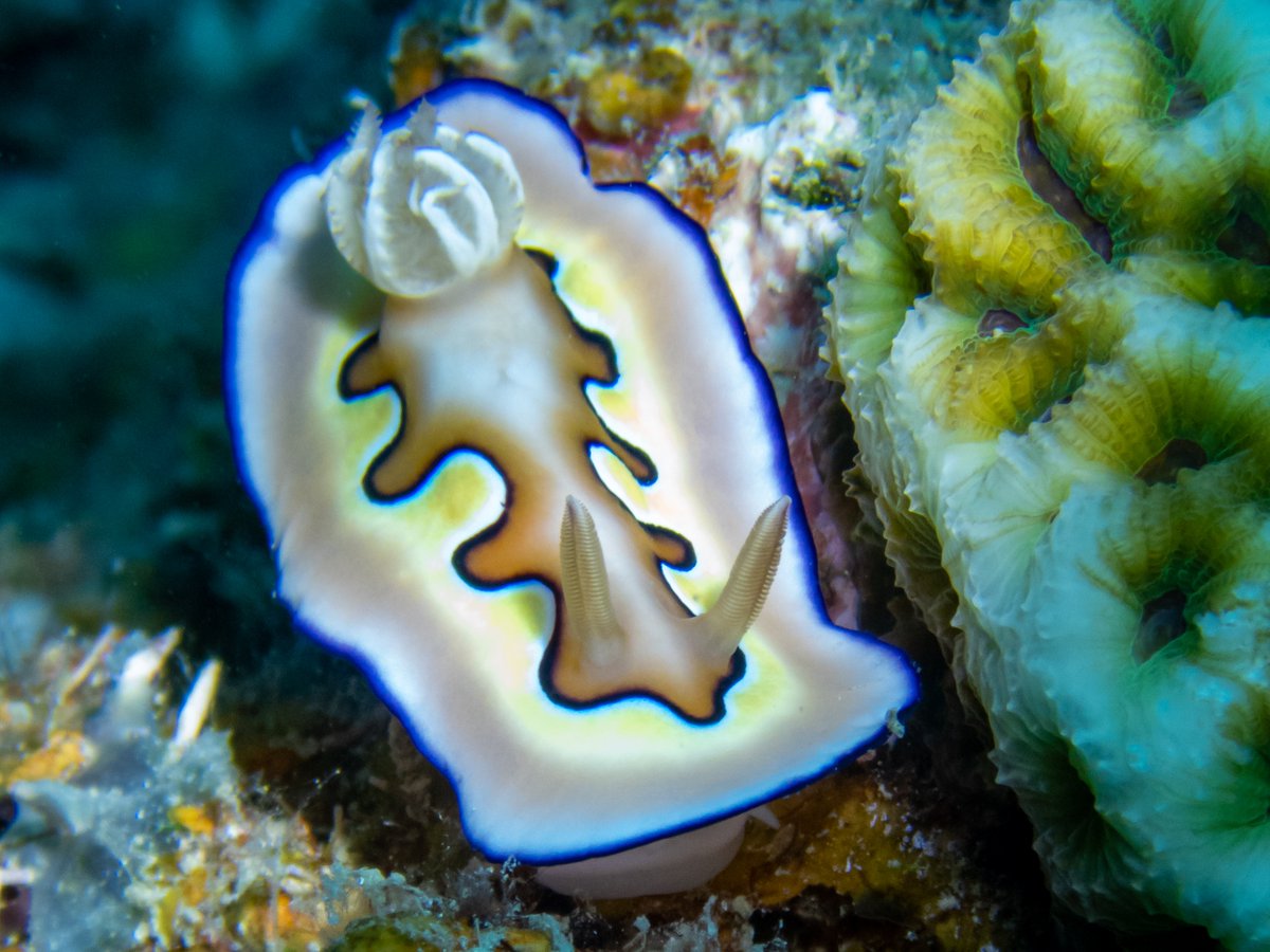 Nudibranchs are benthic animals, crawling over the substrate. Exceptions include the neustonic Glaucus nudibranchs, which float just under the ocean's surface, and the pelagic nudibranchs that swim in the water column.