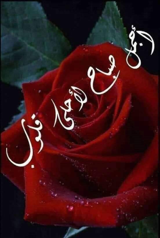 🥀 صباح الورد🥀
 يأتي الصباح  وتأتي معه أروع الكلمات
 التي نهديها لمن نحبهم 
 فالكلمة هي التي تُعبّر عما بداخلنا بسهوله
 من أحترام وتقدير ومعزة ومحبة .
فنجد كلمات قريبة لمشاعرنا
هناك عبارات جميلة تلامس القلب والعقل 
 #صباح_الخير_والسعاده