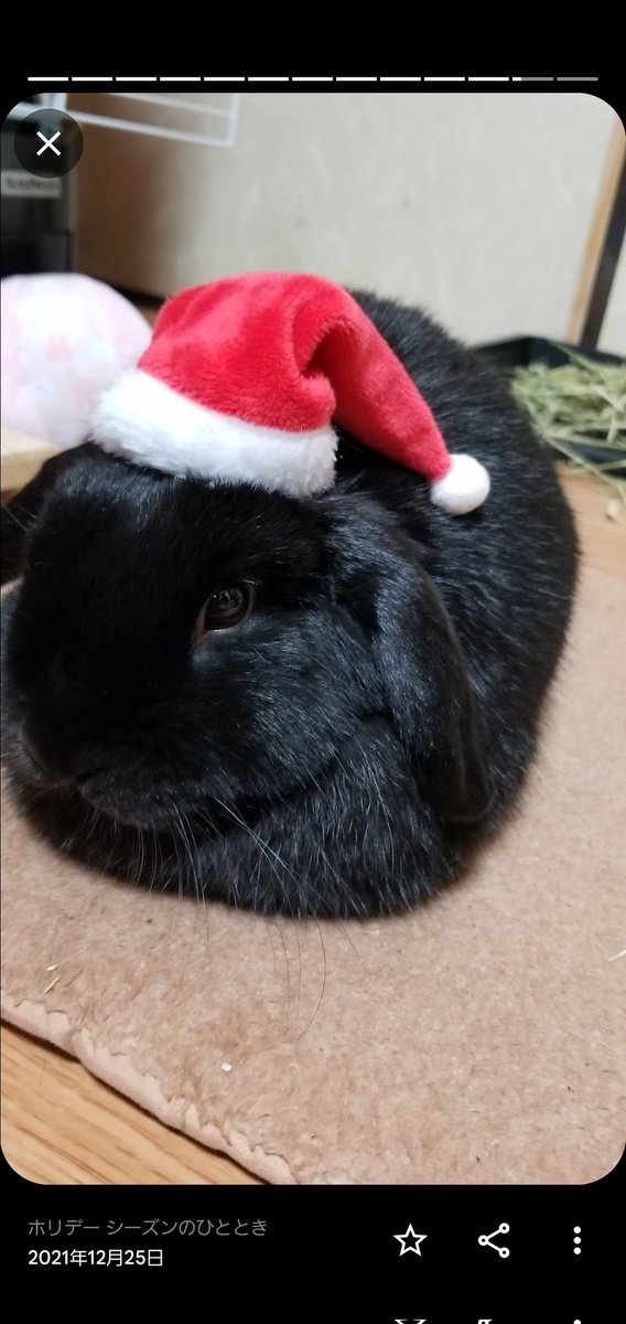 ハンドメイド❣️サンタうさぎちゃんクリスマスアレンジ❣️ あみぐるみ「クリスマスのうさぎ（サンタうさぎ・トナカイうさぎ