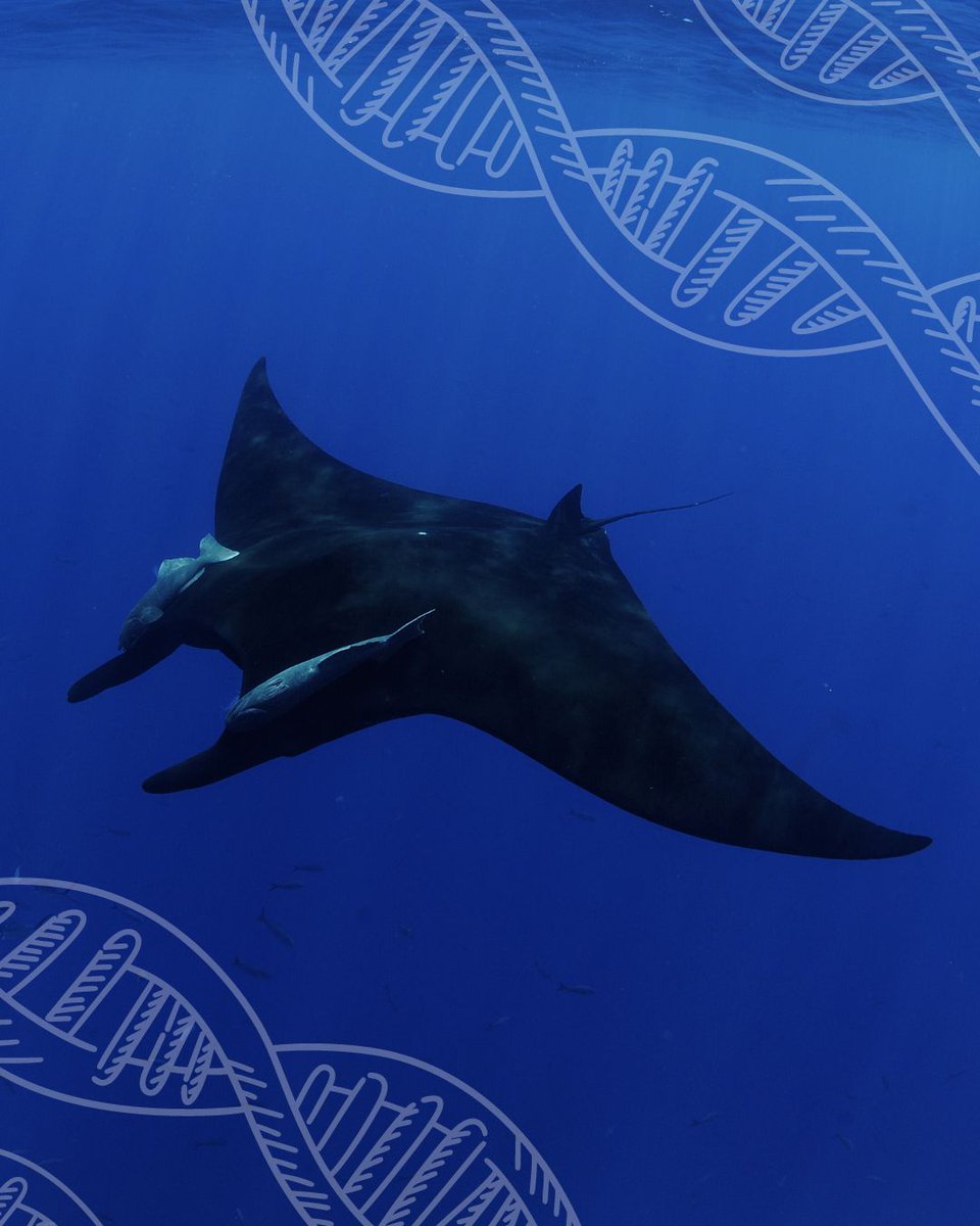MantaTrust's tweet photo. 📢 NEW SCIENCE ALERT!

📚 To read our new publication ‘Comparative population genomics of manta rays has global implications for management’ click the link below!

https://t.co/6RjO7Bk4jw

Infographic by Jasmine Corbett with illustrations by Marc Dando
📸 Guy Stevens

#MantaRay https://t.co/XsjRCBWDtB