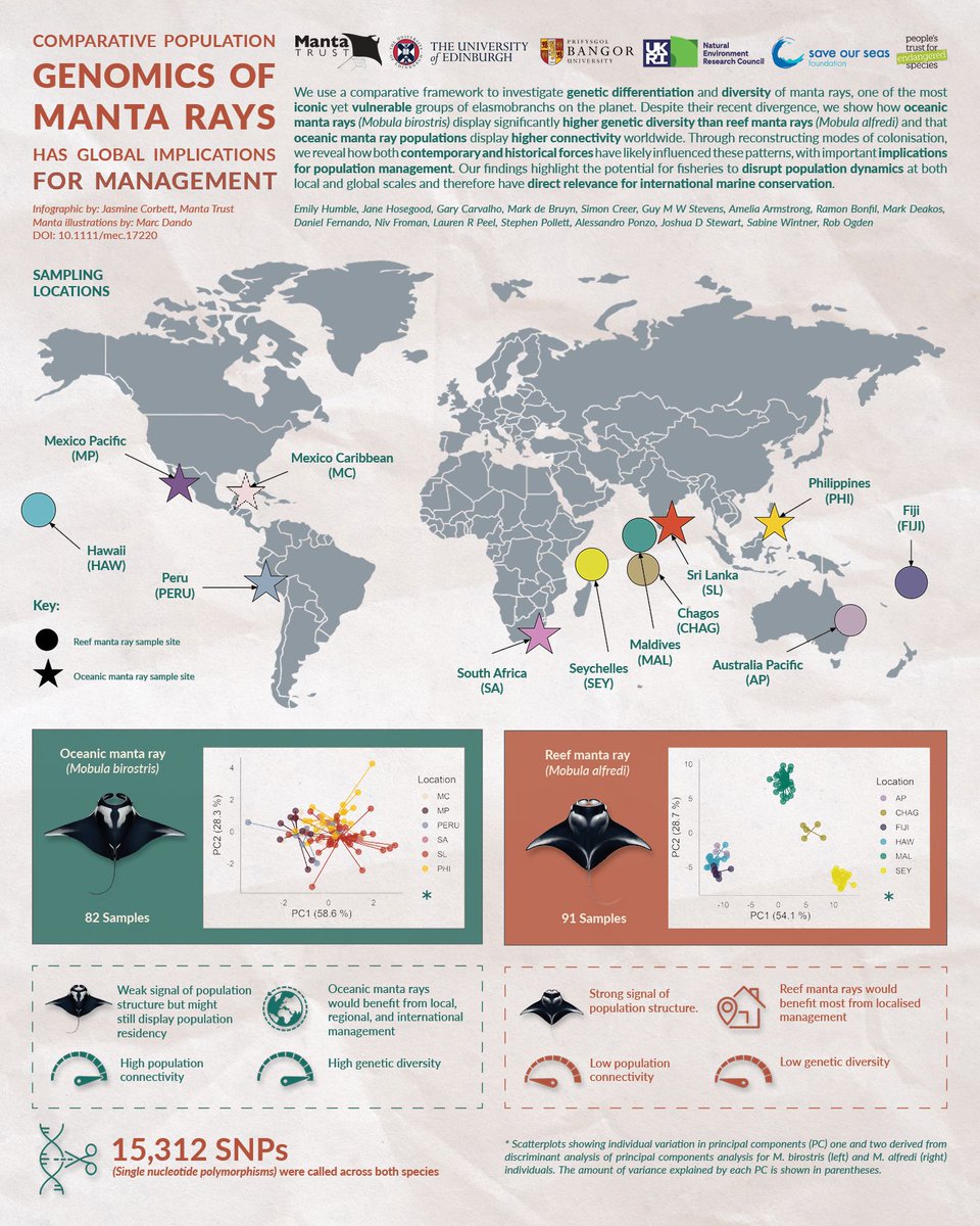 MantaTrust's tweet photo. 📢 NEW SCIENCE ALERT!

📚 To read our new publication ‘Comparative population genomics of manta rays has global implications for management’ click the link below!

https://t.co/6RjO7Bk4jw

Infographic by Jasmine Corbett with illustrations by Marc Dando
📸 Guy Stevens

#MantaRay https://t.co/XsjRCBWDtB
