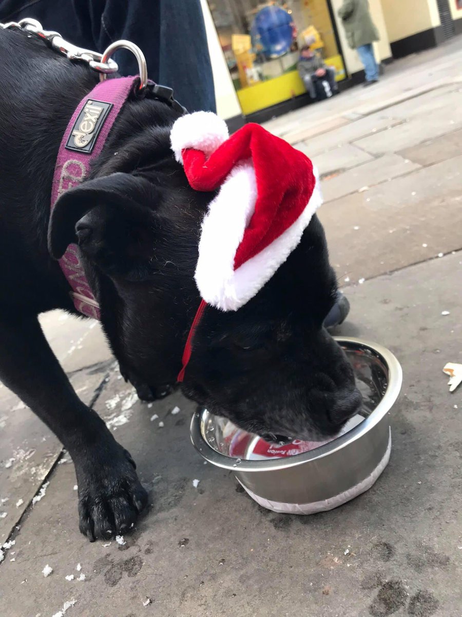 🎄WE ARE STILL HERE, WORKING VERY HARD BEHIND THE FRONTLINE 🎄 We may of been quite on our socials lately and not being able to shake our “please can you donate at Christmas bucket” that’s because we are so incredibly busy , infact non stop busy. In the last 6 days we have had…
