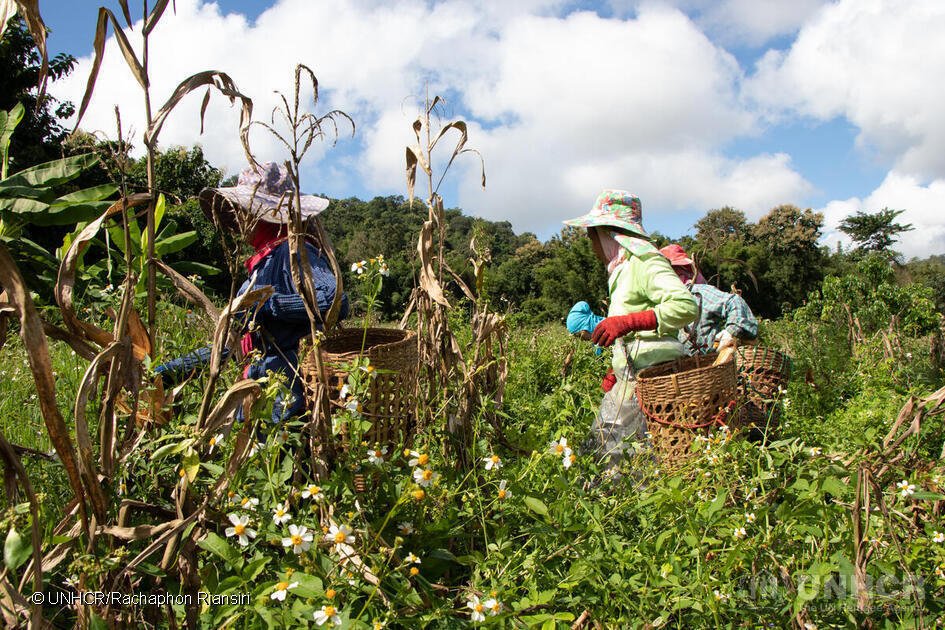 A top priority in Norway’s development &amp; humanitarian policy is #FoodSecurity ⤵️

🌱Food &amp; cash assistance
🌱Investments in anticipatory action &amp; risk reduction
🌱Food self-sufficiency though climate robust food production by smallholders

#RefugeeForum 🇳🇴🇺🇳