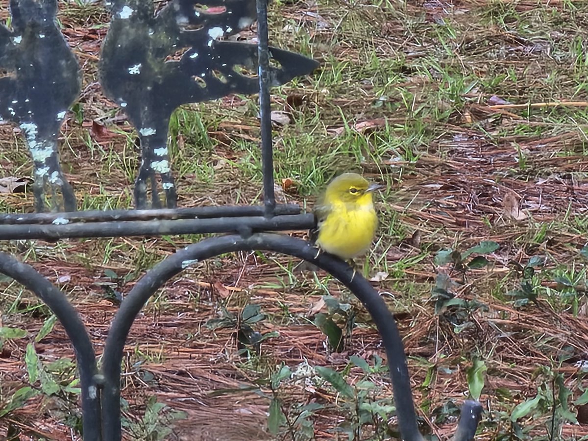 Edover60's tweet photo. Look at this little pine warbler! It's sitting out on my feeder stand, just looking around, taking in the world. How cute! 
#birds #flwildlife https://t.co/PFUVpvvNFh