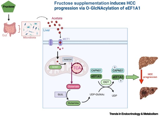 Online Now:  Fructose promotes liver cancer via microbial acetate-induced O-GlcNAcylation dlvr.it/T07Nqw #trends #endocrinology #metabolism