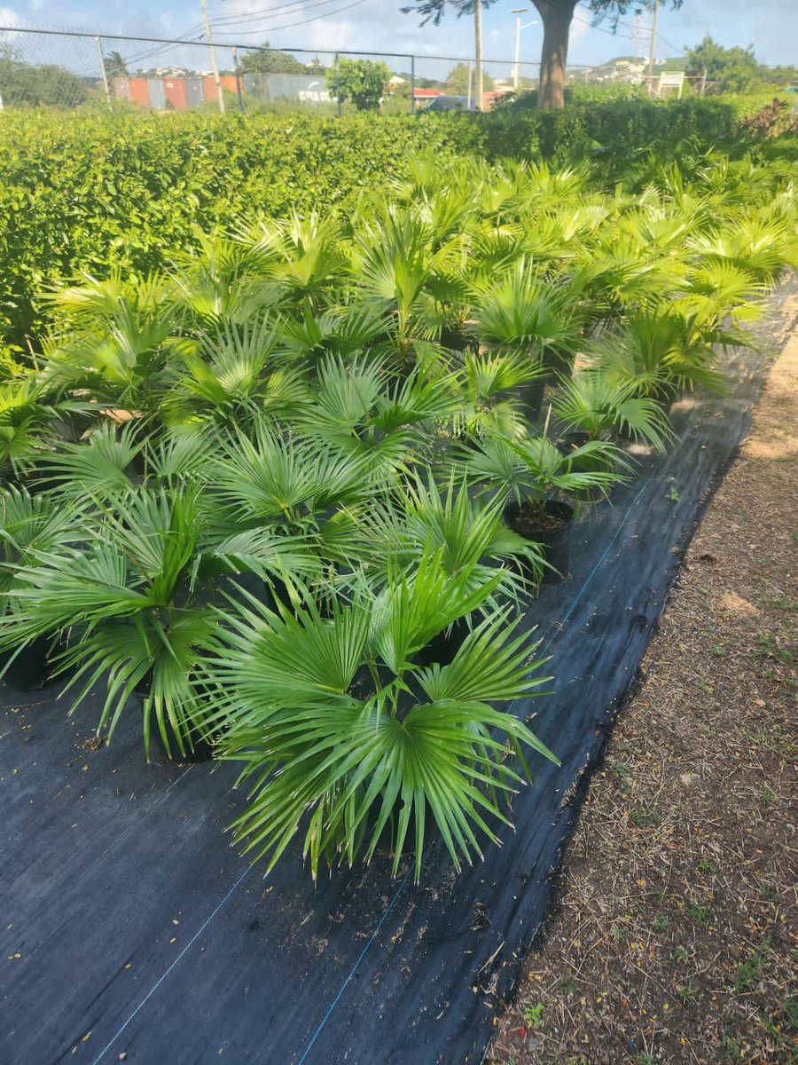 murbeebee's tweet photo. 🌱🏘 National Housing Development &amp; Urban Renewal Company’s Plant Nursery on Fort Road has grown, offering a wide variety of plants and trees for sale.🌳🌼🏡 . #NHDRNursery #SustainableLiving #BeautifyYourSpace #climateresilience #plantmoretrees https://t.co/3cvW6mI9jV
