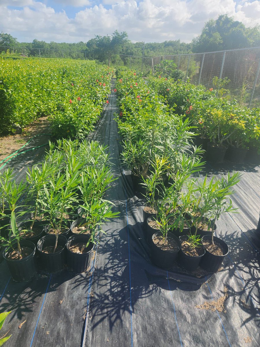 murbeebee's tweet photo. 🌱🏘 National Housing Development &amp; Urban Renewal Company’s Plant Nursery on Fort Road has grown, offering a wide variety of plants and trees for sale.🌳🌼🏡 . #NHDRNursery #SustainableLiving #BeautifyYourSpace #climateresilience #plantmoretrees https://t.co/3cvW6mI9jV