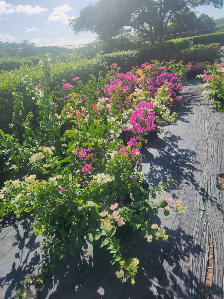 murbeebee's tweet photo. 🌱🏘 National Housing Development &amp; Urban Renewal Company’s Plant Nursery on Fort Road has grown, offering a wide variety of plants and trees for sale.🌳🌼🏡 . #NHDRNursery #SustainableLiving #BeautifyYourSpace #climateresilience #plantmoretrees https://t.co/3cvW6mI9jV