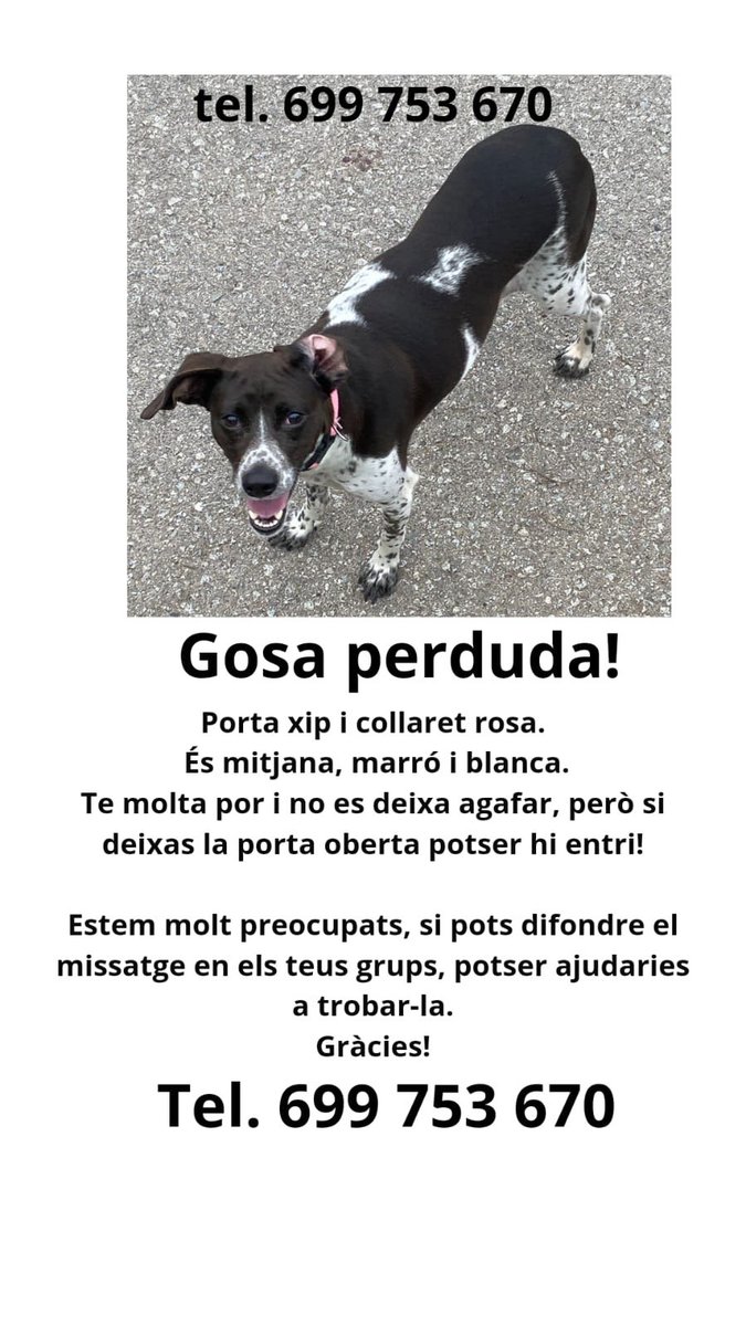 PerritaEsther's tweet photo. #Vacarisses #Barcelona #Perduts #Catalunya
📞699753670 https://t.co/x9c7t0BDDH