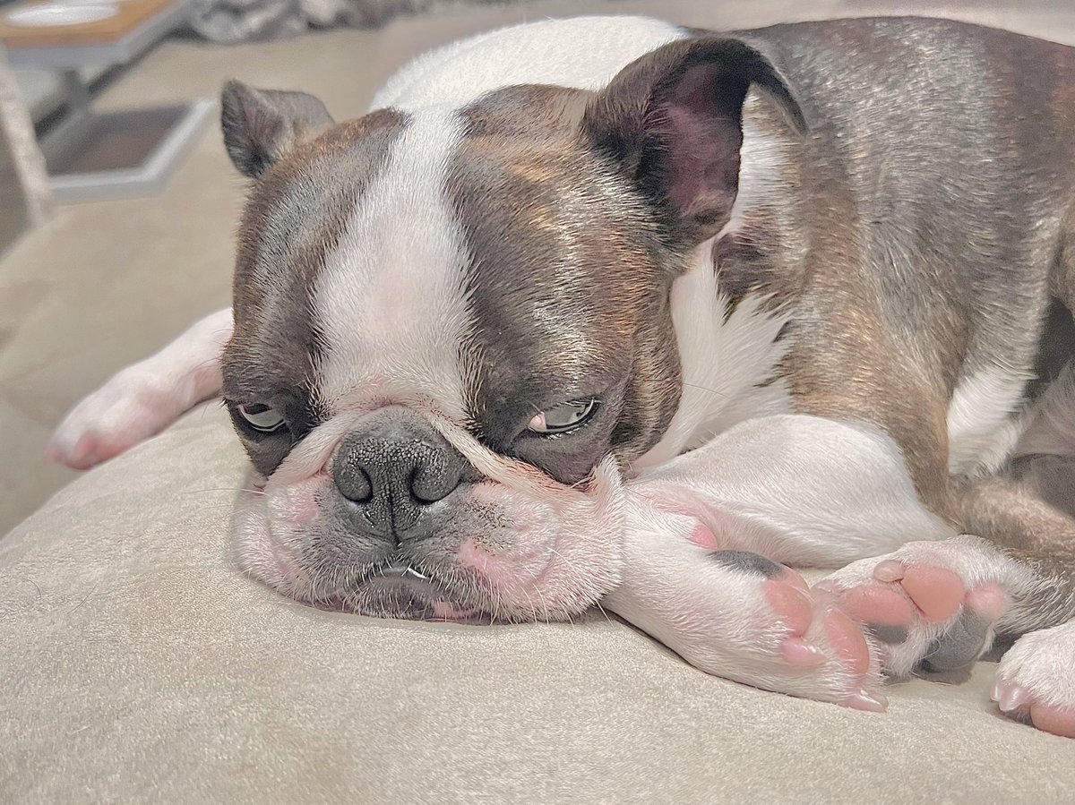 JellyBeanGummyB's tweet photo. When her brother has the best bone 😅
#goodmorning #doglover #bostonterrier https://t.co/ZiomDySRnE