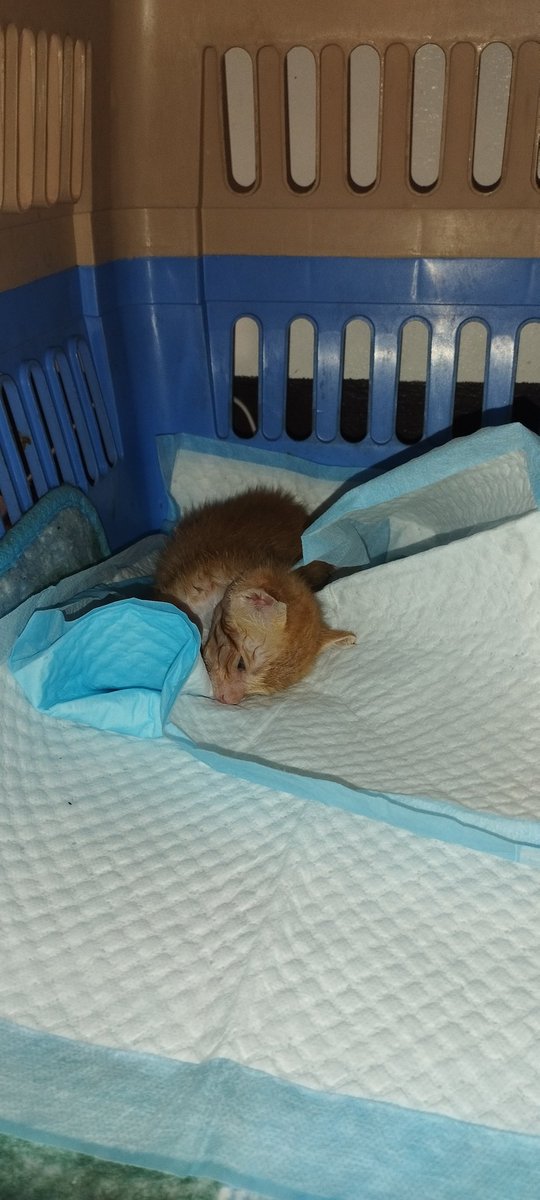 hsp_hsshsp's tweet photo. 目を開けて寝る子猫ほど不安なものはないって思いませんか？

#共感したらいいねください #保護猫 #子猫保護 #猫のいる生活 https://t.co/nSHbnSMemZ