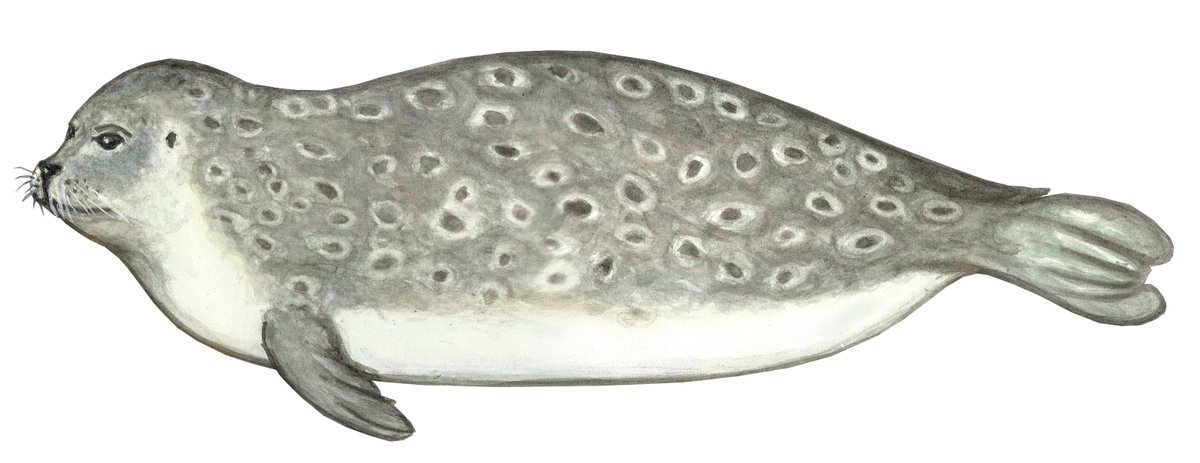 One more week to have your say! Consultations on the potential listing of Harbour Porpoise, northwest Atlantic population, Lumpfish and Ringed Seal under the #SpeciesAtRisk Act will close on December 22:  Species at risk public registry - ow.ly/vsyV50Qij0q