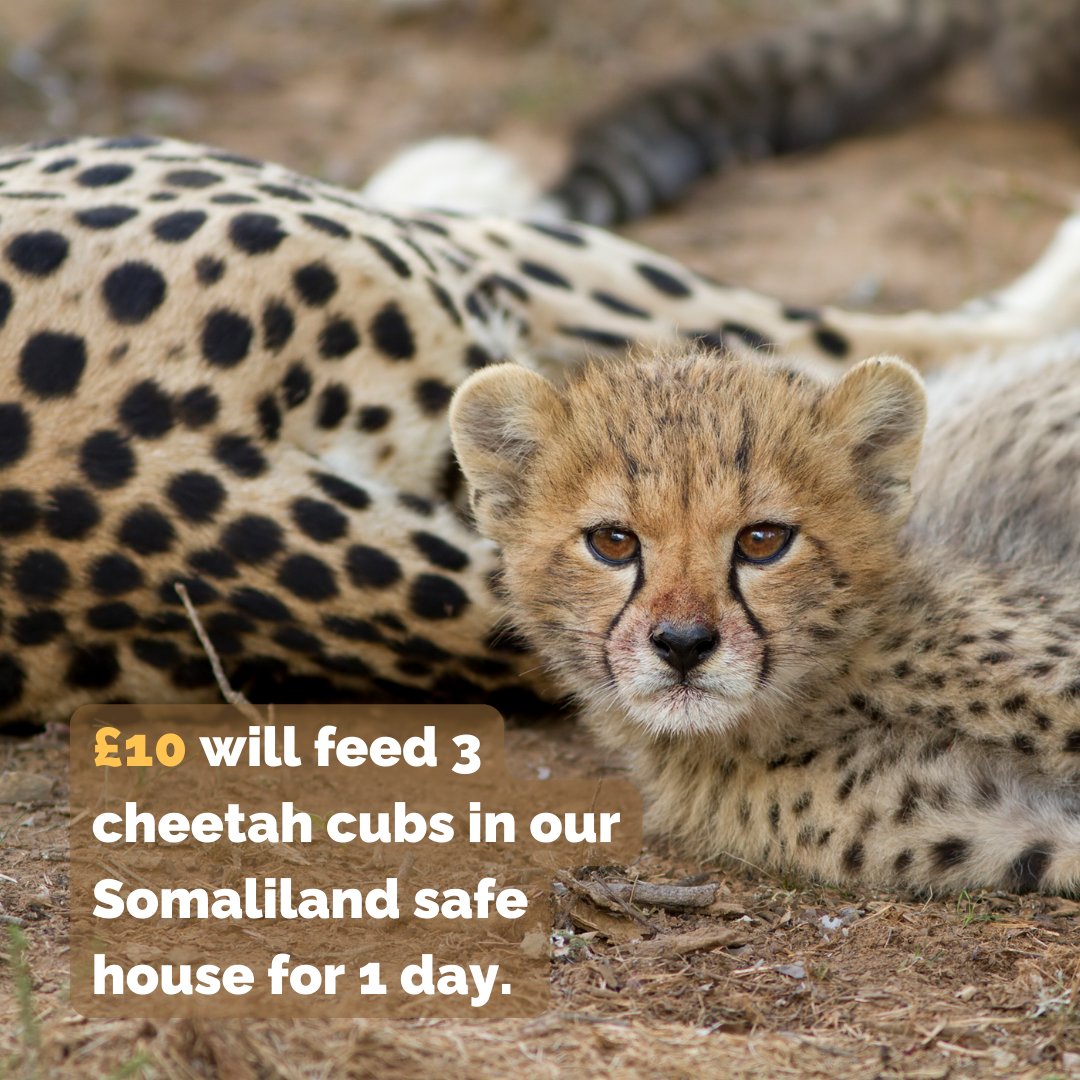 CCFCheetahUK's tweet image. At CCFUK, caring for rescued cheetahs is just one facet of our mission to support these animals in their race for survival. With a modest contribution, you can empower our projects and help cheetahs in need. Take action now: cheetah.org/uk/donate/
#SaveTheCheetahs 🌍🐆