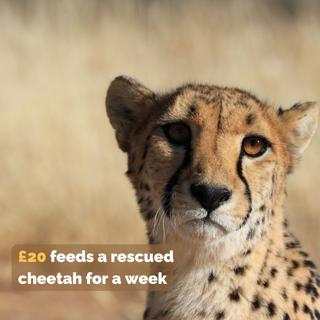 CCFCheetahUK's tweet image. At CCFUK, caring for rescued cheetahs is just one facet of our mission to support these animals in their race for survival. With a modest contribution, you can empower our projects and help cheetahs in need. Take action now: cheetah.org/uk/donate/
#SaveTheCheetahs 🌍🐆
