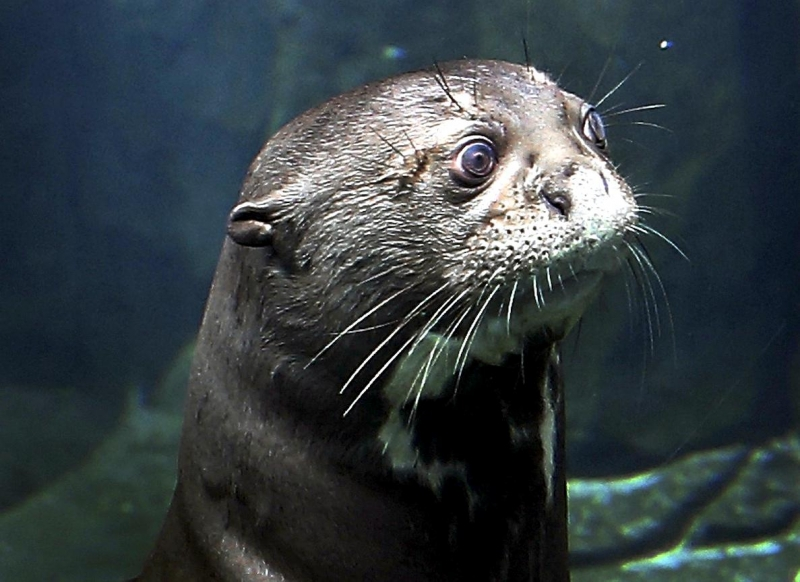 yumkrill's tweet photo. Do you ever look at an animal and just lose touch w/ reality a bit https://t.co/62H4a34XK1