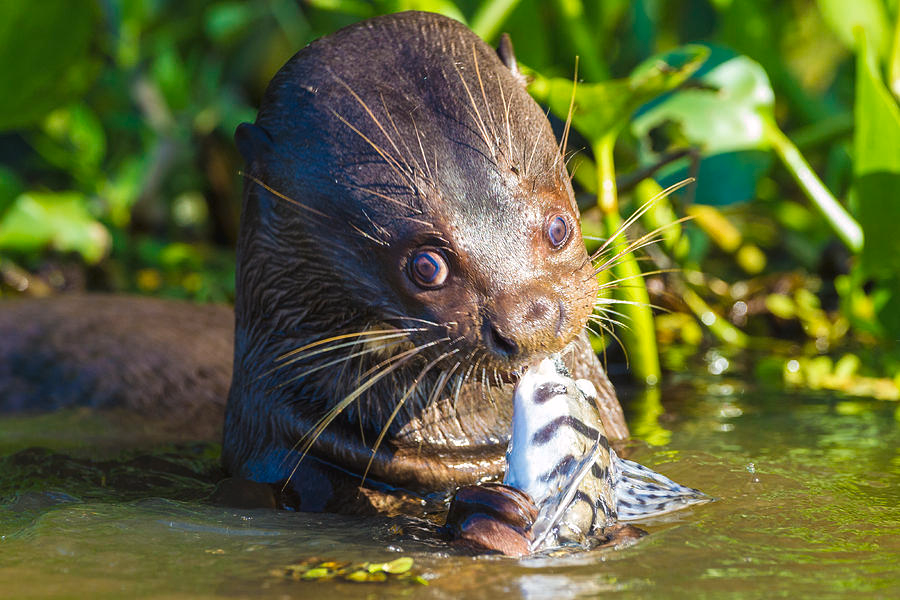 yumkrill's tweet photo. Do you ever look at an animal and just lose touch w/ reality a bit https://t.co/62H4a34XK1