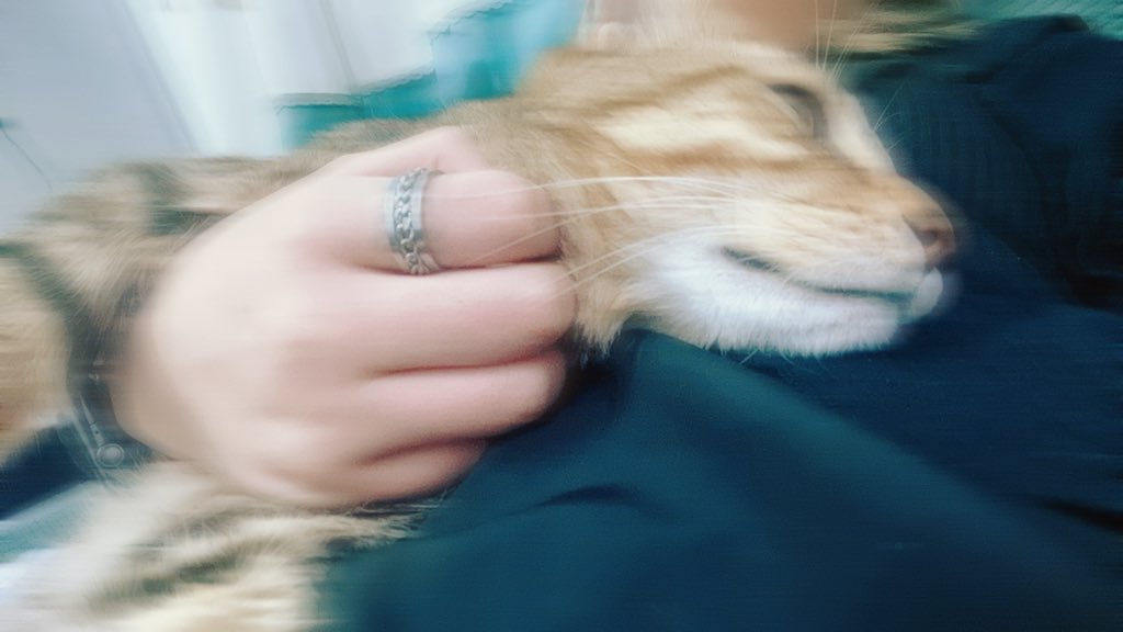 可以和小猫互换灵魂吗 https://t.co/LJ64o3g1F9