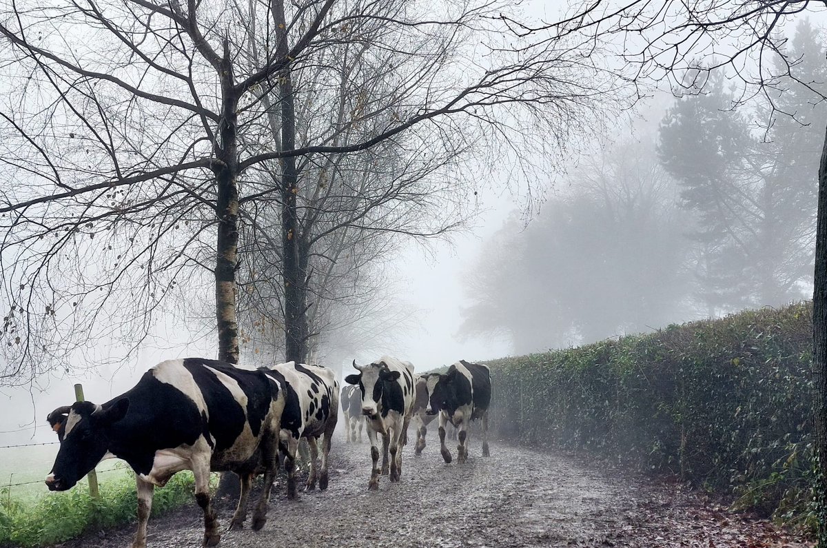 xanceda's tweet photo. ¡Ponle un título a la película! Empezamos nosotros: Vacas en la niebla 🐄☁️ #xanceda #360diasdepastoreo #farm #cow https://t.co/oxSfxLvFvv