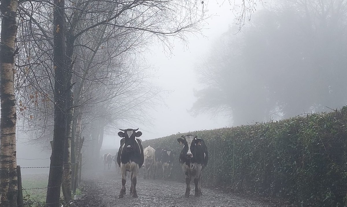 xanceda's tweet photo. ¡Ponle un título a la película! Empezamos nosotros: Vacas en la niebla 🐄☁️ #xanceda #360diasdepastoreo #farm #cow https://t.co/oxSfxLvFvv