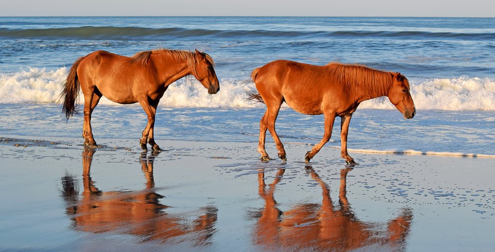 WhyTheSunRises's tweet photo. SPEDxchange • Wild Horses: Four points to consider when teaching the 21st century learner 🐎 🐎 🐎 
https://t.co/dYPHnYRwqD @SPEDxchange #WildHorses @gwGSEHD https://t.co/Z2A4NNdfTG